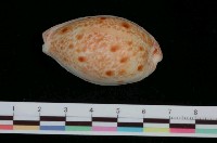 藏品(山貓寶螺)的圖片